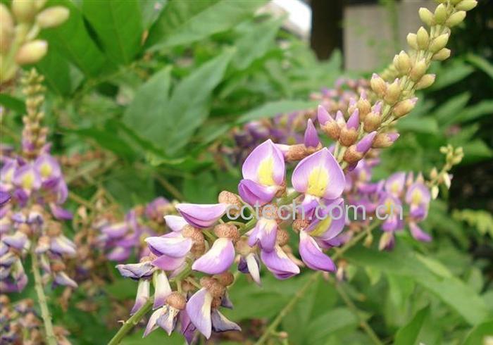 果蔬百科鸡血藤的作用-0