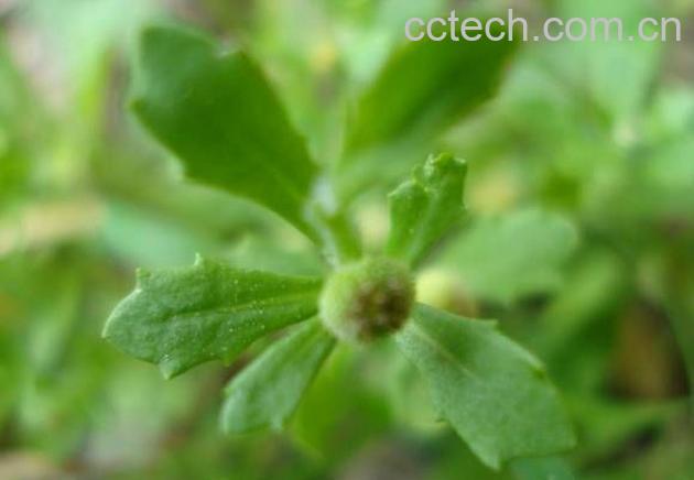 果蔬百科鹅不食草功效与作用-0