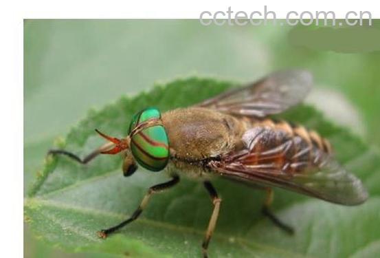 果蔬百科虻虫的功效与作用-0