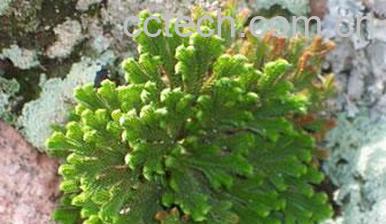 果蔬百科还魂草的功效-0