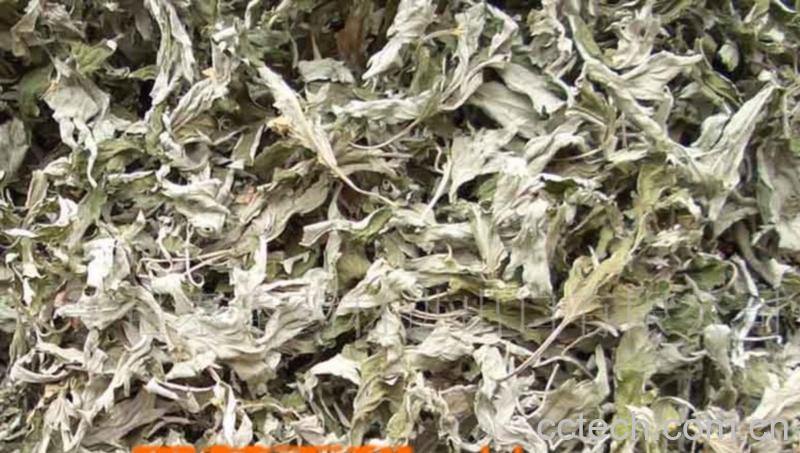 果蔬百科艾叶-0