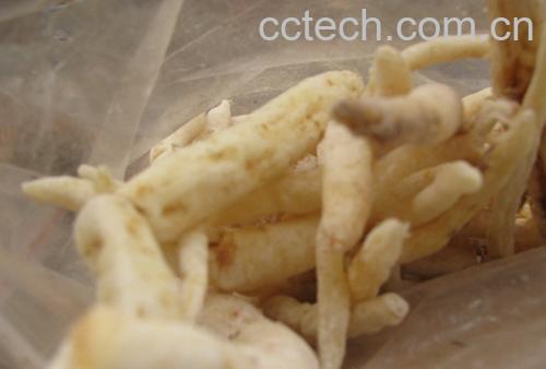 果蔬百科沙参的功效-0