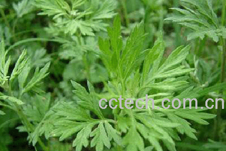 果蔬百科艾草的功效-0