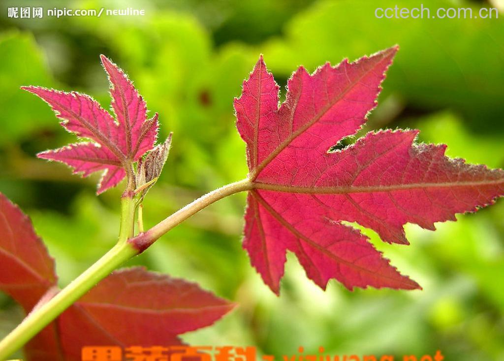 果蔬百科枫香树叶-0