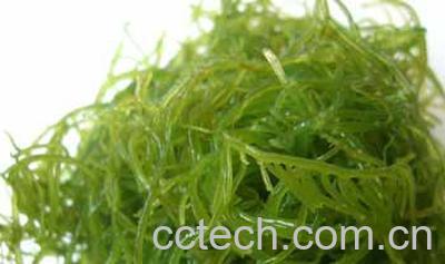 果蔬百科海藻功效与作用-0