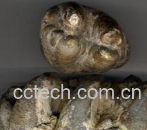 果蔬百科煅龙齿-0