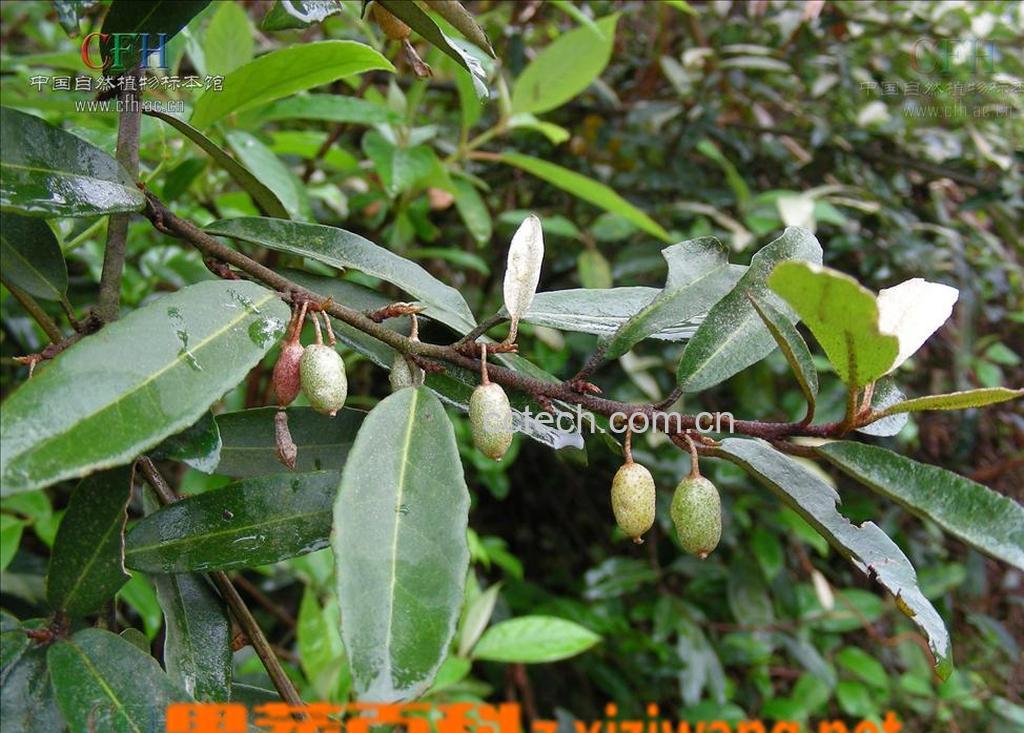 果蔬百科胡颓子叶-0