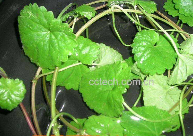 果蔬百科金钱草的功效-0