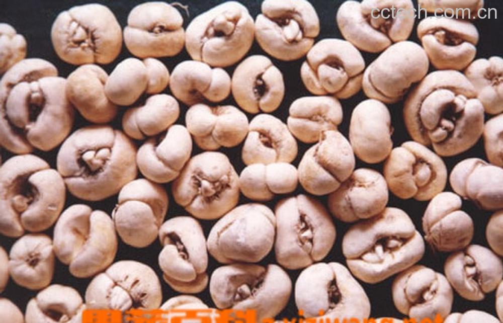 果蔬百科川贝母的副作用-0