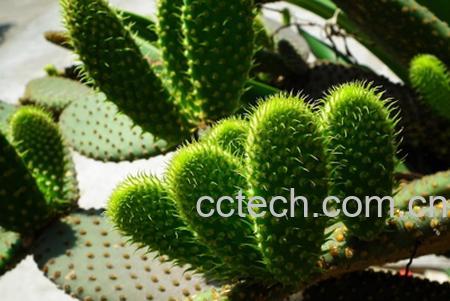 果蔬百科仙人掌的药用价值-0