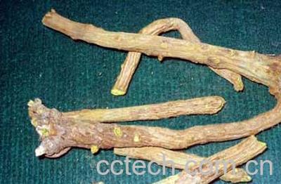 果蔬百科黄芩的功效-0