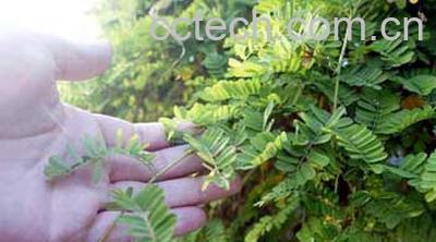 果蔬百科鸡骨草的作用-0