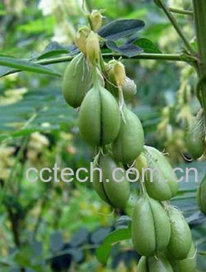 果蔬百科苦参的功效-0