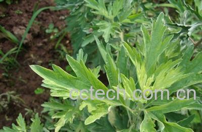 果蔬百科艾叶的副作用-0