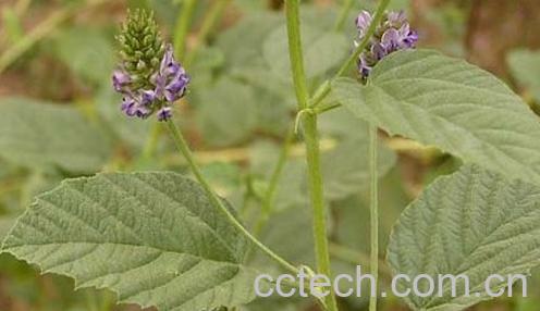 果蔬百科补骨脂的作用与功效-0