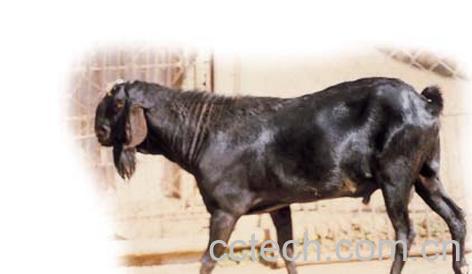 果蔬百科羊乳的功效-0