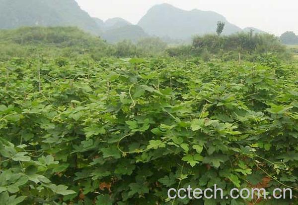 果蔬百科葛根的功效-0