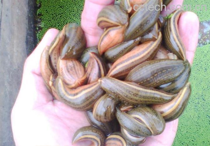 果蔬百科水蛭的功效与作用-0