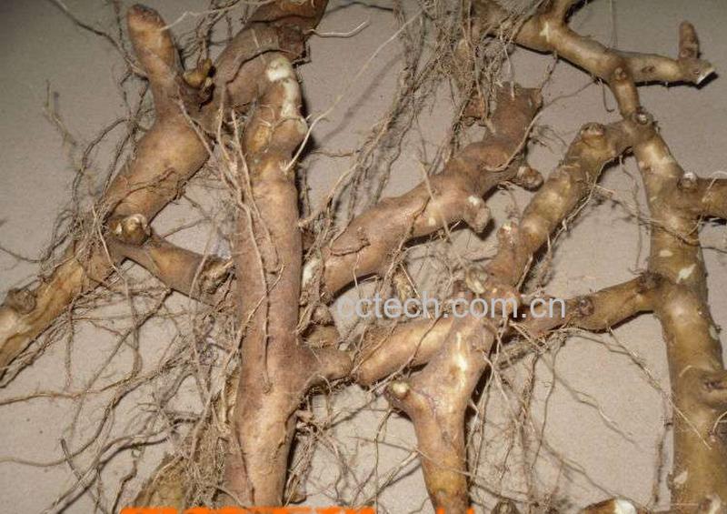 果蔬百科穿山龙的功效与作用-0