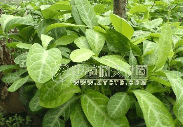 果蔬百科龙利叶的功效与作用-0