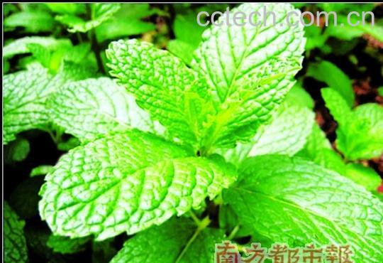 果蔬百科薄荷的功效-0