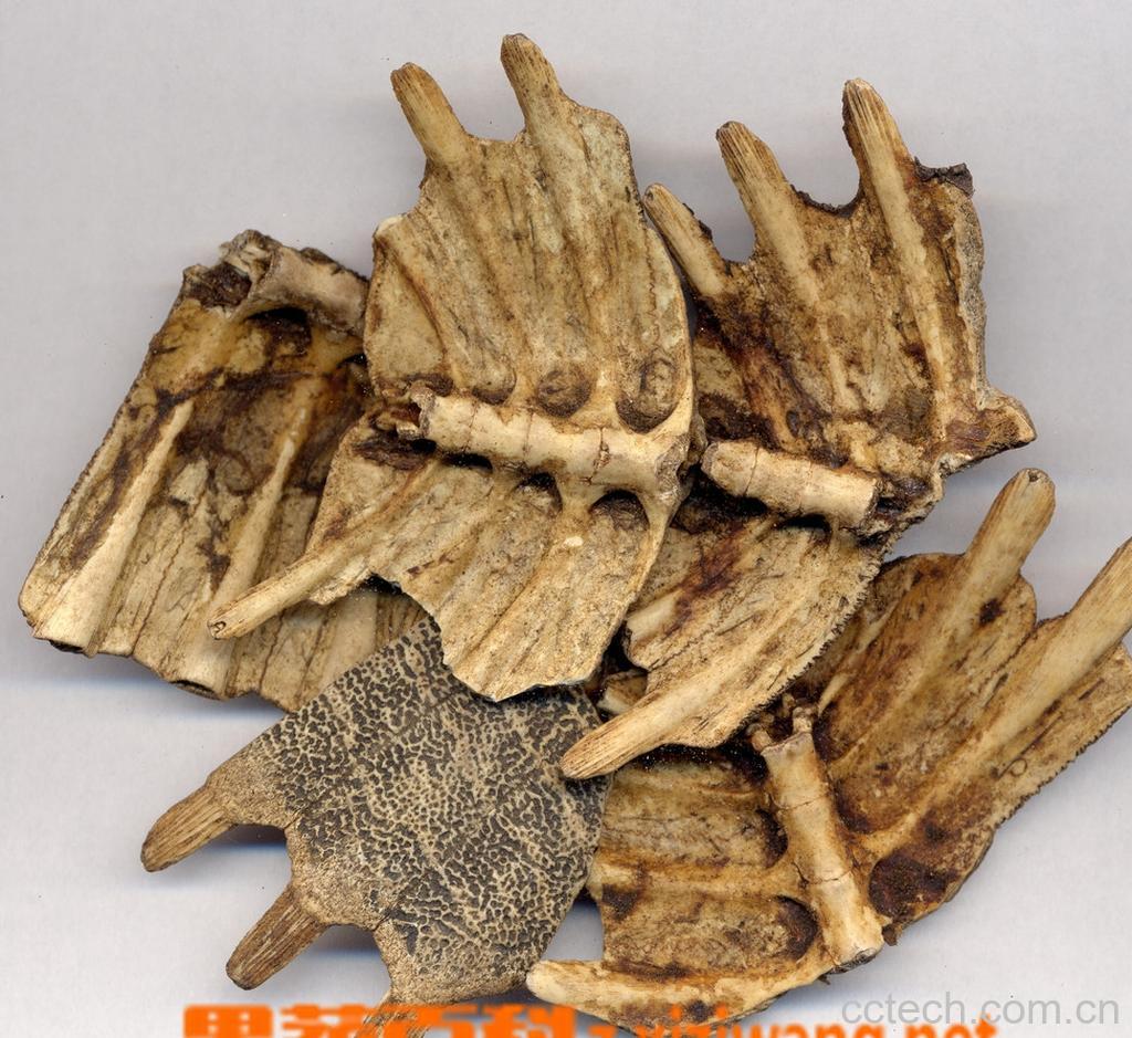 果蔬百科鳖甲的功效-0