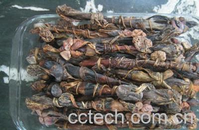 果蔬百科海狗肾的药用价值-0