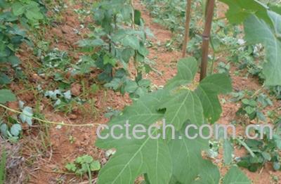 果蔬百科葛根的副作用-0