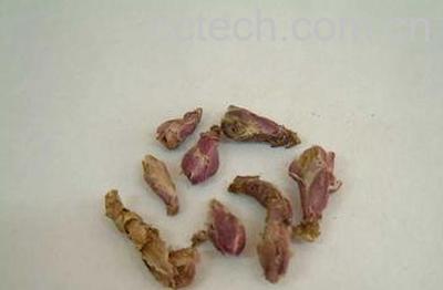 果蔬百科款冬花的功效与作用-0