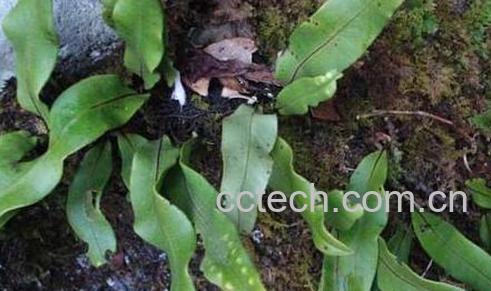 果蔬百科石韦的功效与作用-0