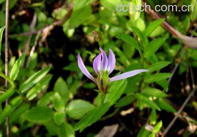 果蔬百科半边莲的功效与作用-0