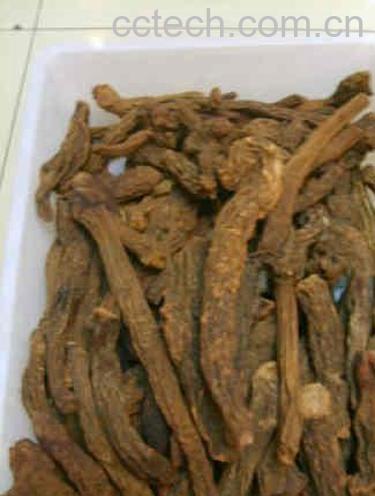 果蔬百科锁阳的功效-0