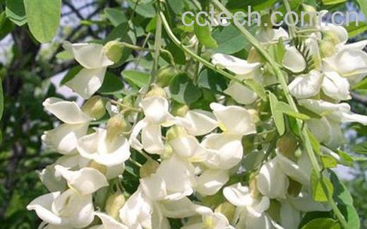 果蔬百科槐角的功效与作用-0