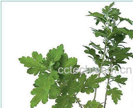 果蔬百科艾叶的作用-0