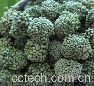 果蔬百科三七花的功效与作用-0