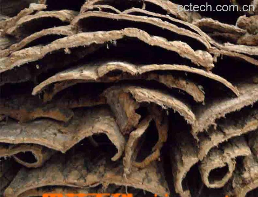 果蔬百科杜仲的作用与功效-0