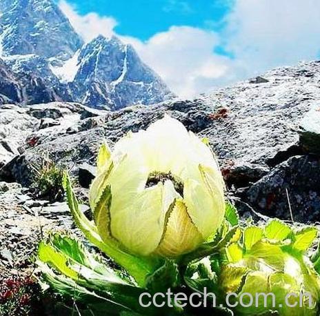 果蔬百科天山雪莲的功效与作用-0