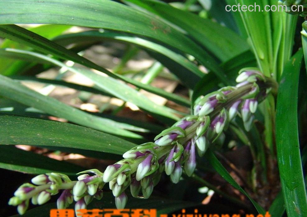 果蔬百科麦门冬的功效与作用-0