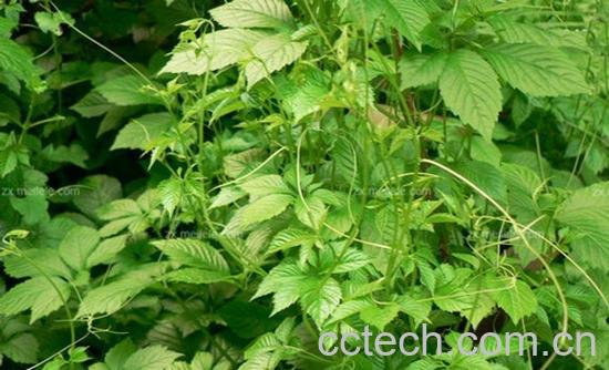 果蔬百科绞股蓝的作用-0