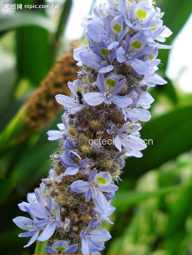 果蔬百科夏枯草的作用与功效-0