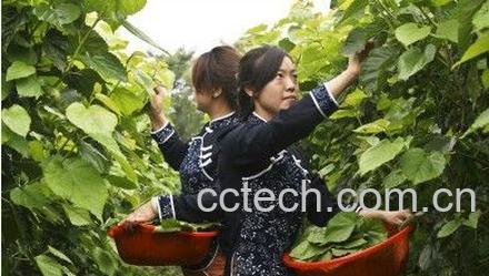 果蔬百科桑叶的功效与作用-0