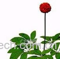 果蔬百科田七的功效-0