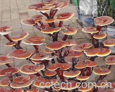 果蔬百科灵芝的食用方法-0