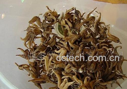 果蔬百科手掌参的功效与作用-0