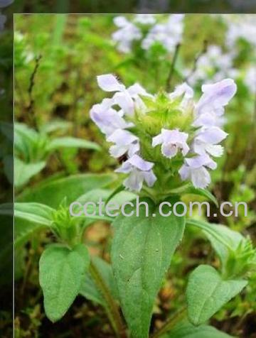 果蔬百科夏枯草的副作用-0