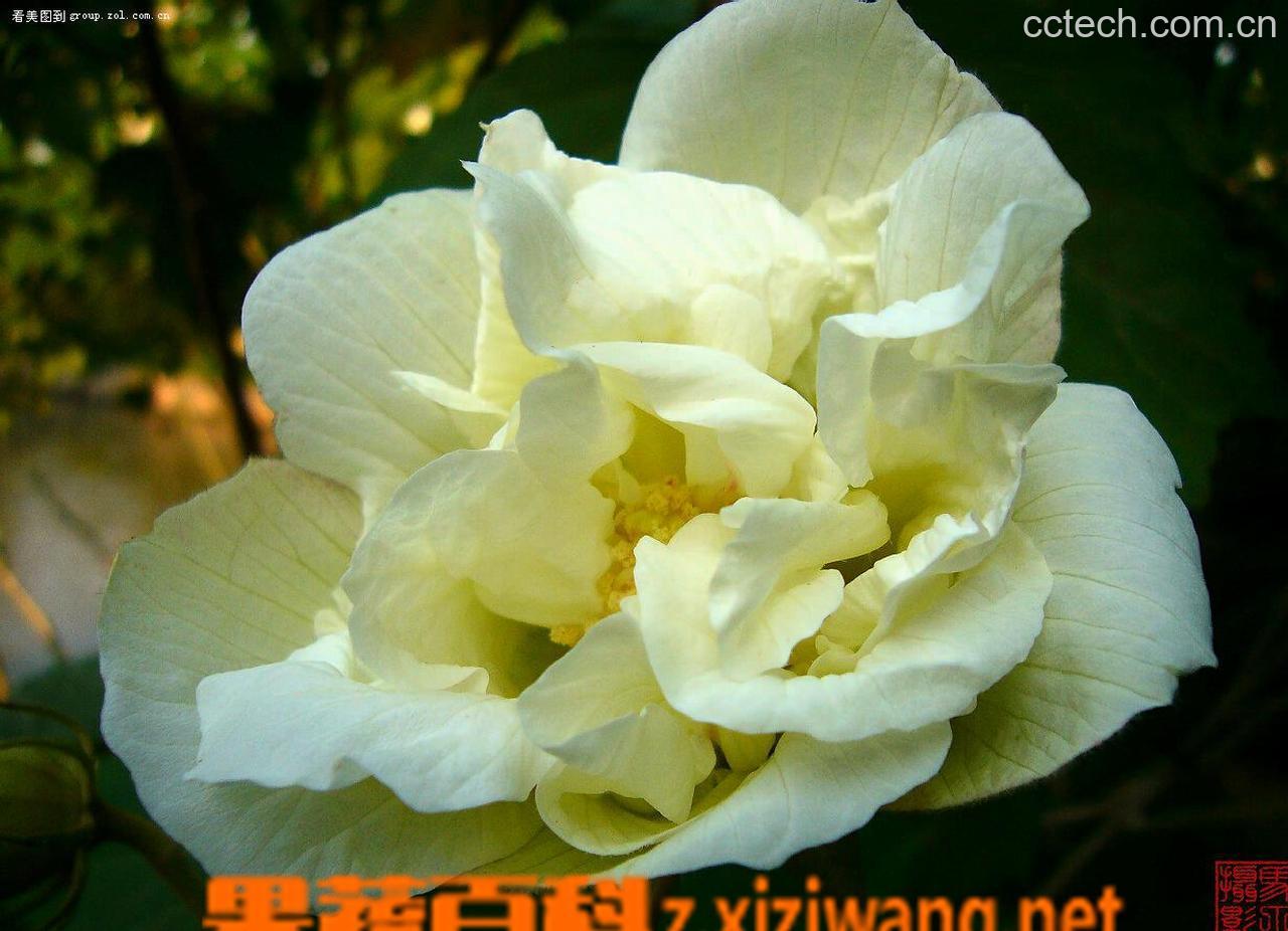 果蔬百科芙蓉花的作用-0