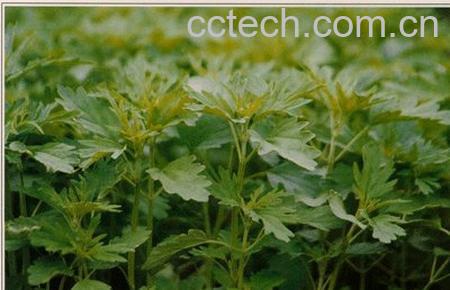 果蔬百科益母草的作用-0