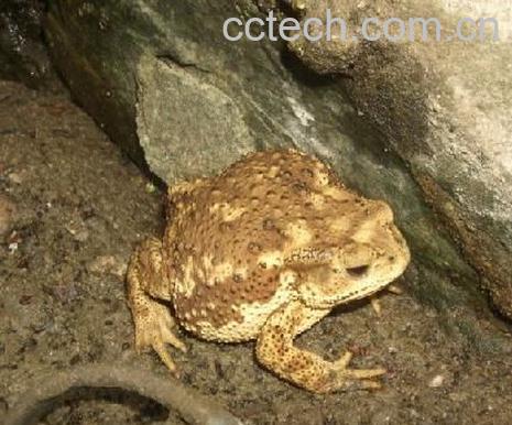 果蔬百科蟾酥的功效与作用-0