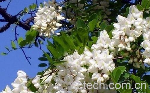 果蔬百科槐树花的作用-0