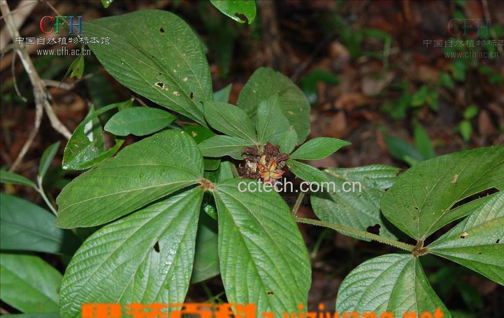 果蔬百科千斤拔的功效与作用-0